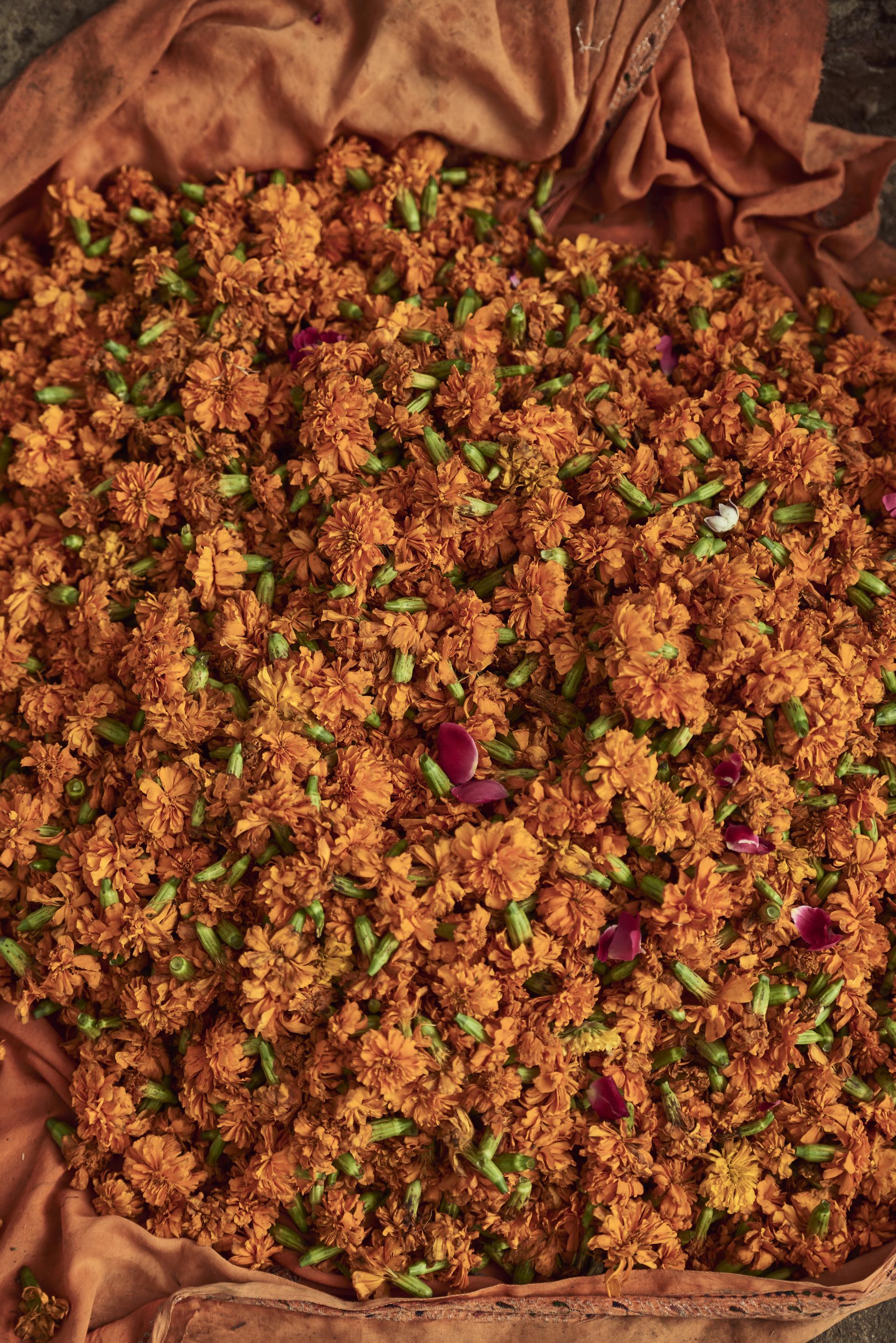 India — Fleurs orange